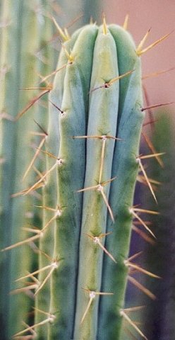 Trichocereus_bridgesii